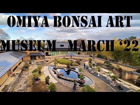 Omiya Bonsai Art Museum - さいたま市大宮盆栽美術館 - 2022 March (part 1).