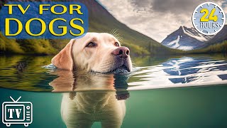 24 Hours Anti Anxiety Music for Dog: TV for Dogs & Fast-Boredom Busting Videos for Dogs with Music