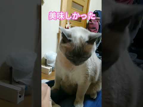 【おやつの時間】ちゅーるテトちゃん　#shorts #ねこ　#ちゅーる