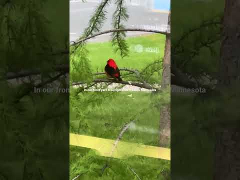 Scarlet Tanager ~ Edina Minnesota