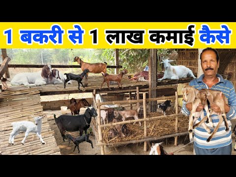 कम खर्चे में लाखों की कमाई कैसे करें | Bakri palan ka sahi tarika