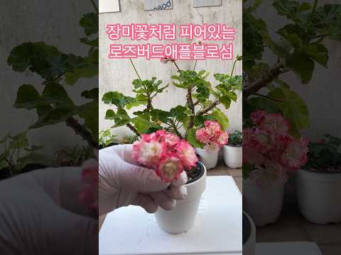 로즈버드애플블로섬 #shorts