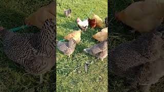 Diverse Flock @bigskycountryhomestead #chickens #freerangechickens #organic