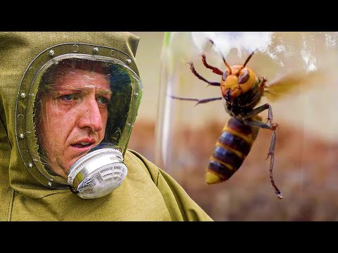 I Faced Murder Hornets in Vietnam