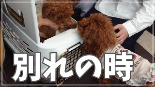 初公開！感動の子犬引渡しの瞬間！！引渡し見学の裏側と、マイクロチップ＆バスタイムの大切な瞬間（トイプードルブリーダー）