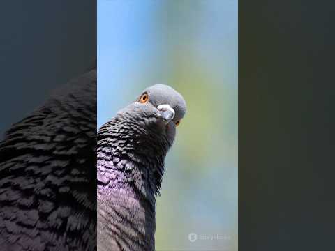 The Graceful Indian Pigeon: A Symbol of Peace and Adaptability