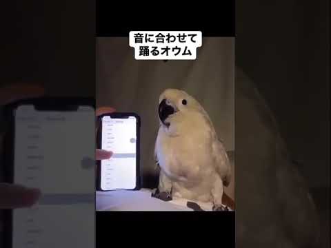 Adorable Dancing Parrot Grooves to the Beat!| Cutest Moves Ever! #funny