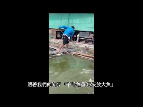 粗一斷撈網  粗二 龍舞魚啦