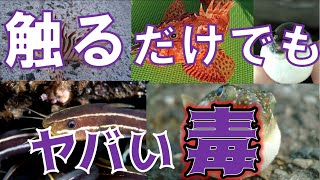 堤防でも危険！釣れてしまう毒魚8選！【食べても触ってもアウト】