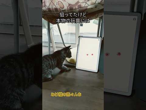 猫アプリと玩具　#子猫#cat #保護猫#cutecat