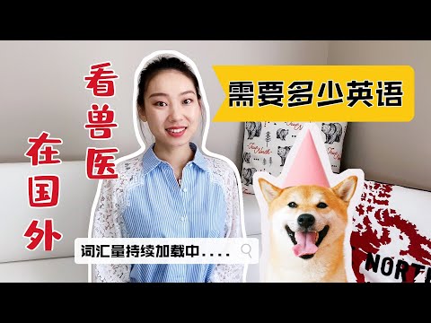 柴犬在加拿大做绝育手术最详细经验分享。【中英】给宠物绝育是大事，你和兽医的词汇量得一致 | Puppy Shiba's Spay Surgery Experience Shared in Detail