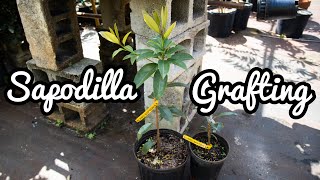 Sapodilla Grafting