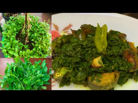 Harvesting Organic Mustard Greens To Make Healthy And Tasty Mustard Saag Recipe