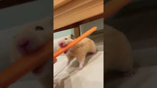 【ハムスター】はぐはぐはぐはぐ🐹🥕　#shorts #hamster