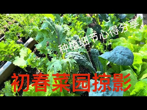 【渔耕笔记】早春菜园随拍 家庭小菜园生长全貌及种植经验分享