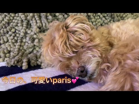 可愛いparis🐶　からの勝手にコラボ第三弾　パート変えてもらった　レイニーブルー