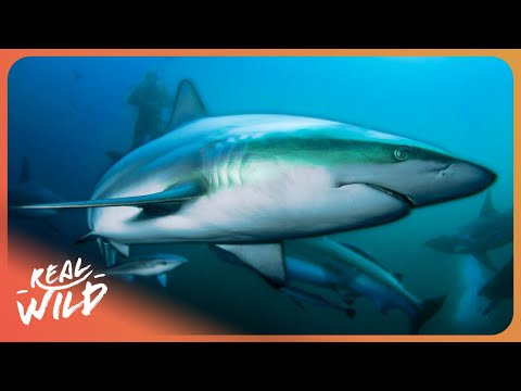 The Thrilling Search For Blacktip Reef Sharks And Untouched Underwater Caves