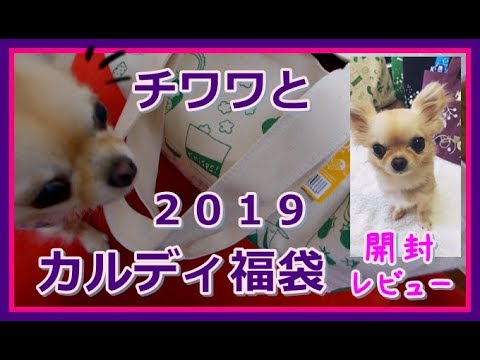 チワワと2019カルディ食品福袋🌟開封レビュー📢～Open 2019 KALDI lucky bag with Chihuahua