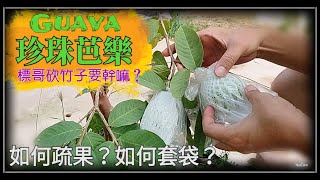 珍珠芭樂,Guava,如何疏果?如何套袋?要幹嘛?你要幹嘛?我要幹嘛?標哥砍竹子要幹嘛?