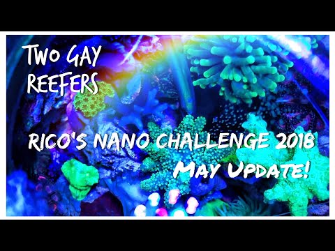 Rico’s Nano Challenge 2018 - Skull Reef May Update - Rico’s Aquariums