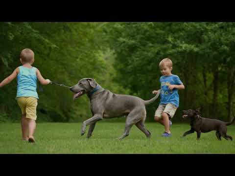 7 Blue Lacy Questions: Number 7 Reveals a SURPRISING Side to This Breed!