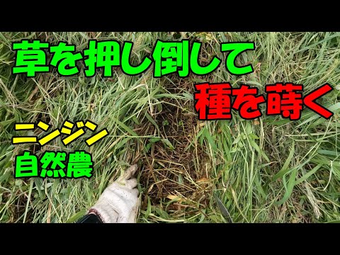 【ニンジン】草を押し倒して種を蒔くニンジン自然農