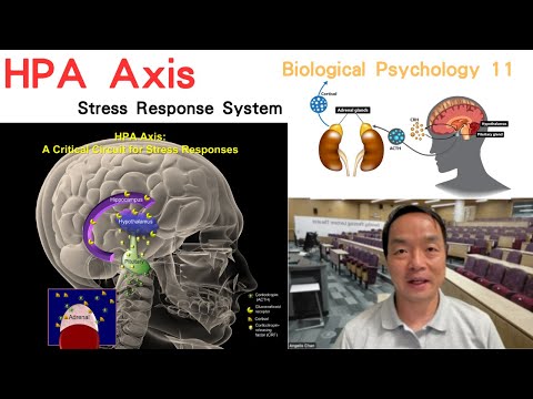 (Eng) Biological Psychology 11: HPA Axis #hpaaxis #stressresponse #hypothalamus #pituitarygland