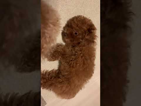 A useless parent dog that wakes up a sleepy puppy ♡ [Toy Poodle]