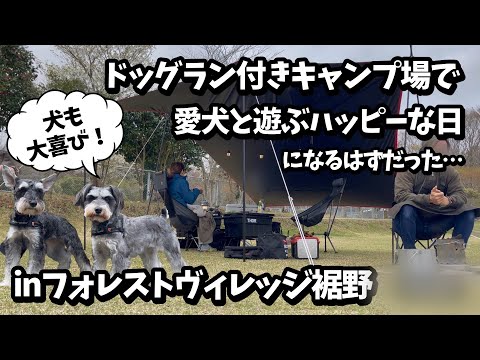 【犬とキャンプ】ミニチュアシュナウザーとドッグランのあるキャンプ場で外遊び inフォレストヴィレッジ裾野