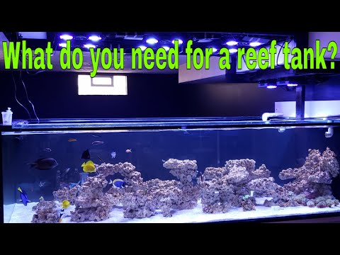 What do you need for a reef tank?