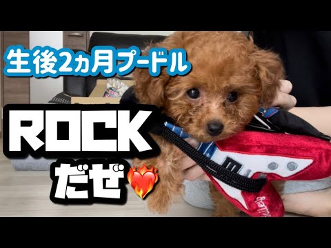 ロックスター誕生⁈ドギーボックス7月BOX【トイプードル】