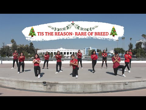 Tis the Reason-Rare of Breed / LB DANCE COMMUNITY