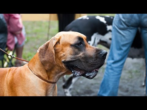 Great Dane s Best Hiking Adventures Big Dog on the Trail