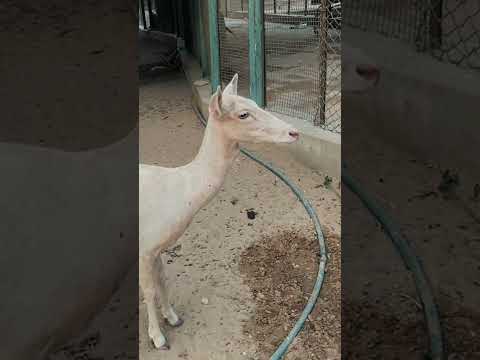 Karachi Zoo #karachizoo #shorts #youtubeshorts #viralshorts #karachishorts