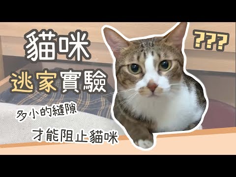 頭過身就過？！多小的縫隙 才能阻止貓咪逃家？｜貓與香菜