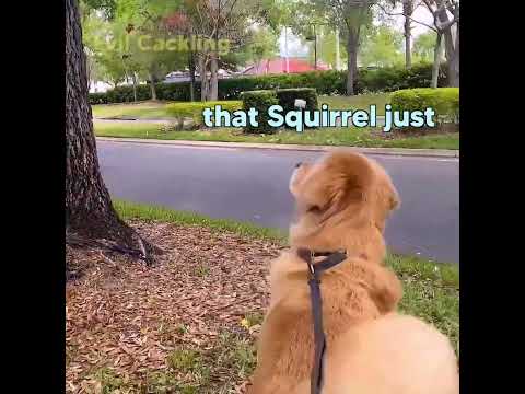 Squirrel Flips off Dog