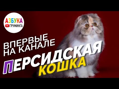 Персидская кошка. Груминг перса, уход и стрижка, первый выпуск про кошек