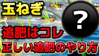 【玉ねぎ】追肥はコレ！意外と知らない正しい追肥のやり方について詳しく解説します