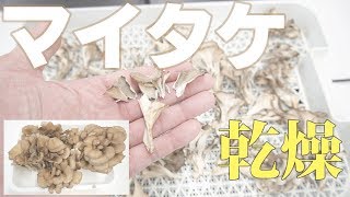 【干しマイタケ】家庭用食品乾燥機でマイタケを乾燥（ドラミニ）