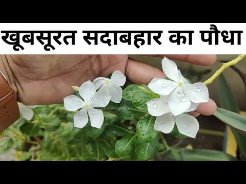 Vinca/सदाबहार कि बारिश में खासियत | vinca plant flowering tips | #vincaflower #sadabahar