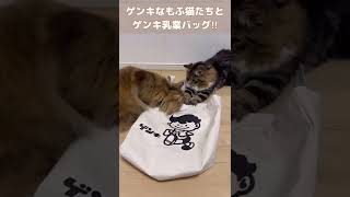 【猫動画】ゲンキすぎる いくらとのりお にゲンキ乳業バッグを見せてみた