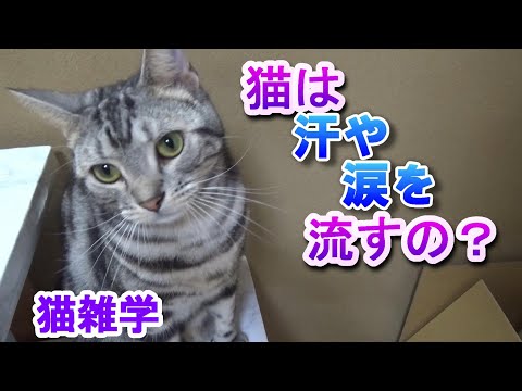 猫は汗や涙を流すの？（猫雑学）