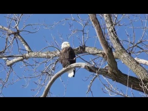 American Bald Eagle -- Grafton, Illinois, February 13, 2016