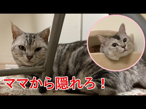 いたずらして隠れる猫コンビ！おしゃべりペット