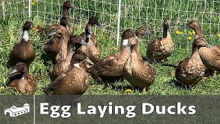 Raising Ducks For Eggs - Spring 2021