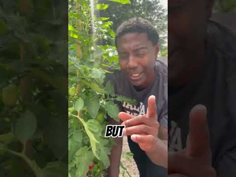 When do you harvest tomatoes?