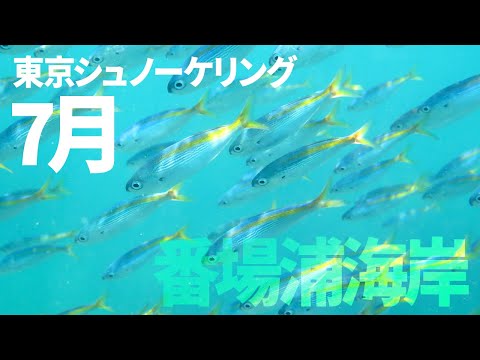 ＃２３番場浦海岸でシュノーケリング（2018年7月）【東京シュノーケリング】