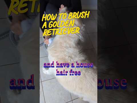 How to brush a Golden Retriever and have a house hair free #dogs #shorts #goldenretriever