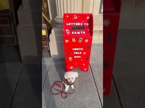 🎄BREAKING NEWS: Buddy Guards Children’s Letters to Santa! Grinch Dismayed!