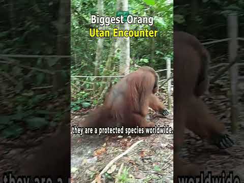 Biggest Orangutan Encounter